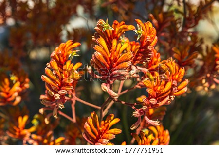 Kangaroo Paw Orange Flower, Anigozanthos in the garden under the sunshine