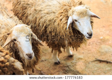 Close up shot on sheep.