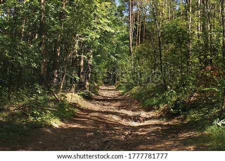 Path in a beautiful forest
