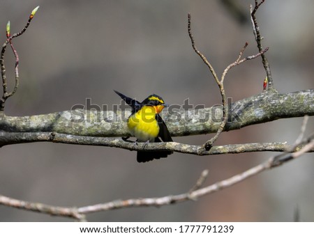 beautiful and cool narcissus flycatcher