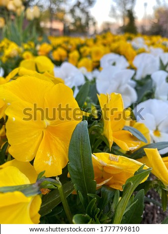 A close up pictures of yellow and white flowers in the city center. Taken in the evening 