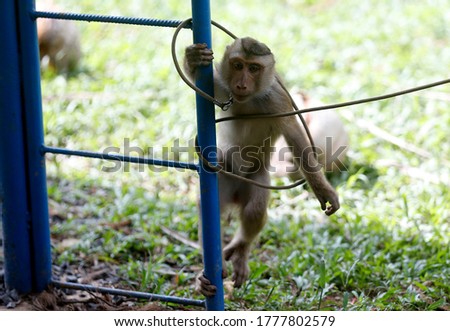 A monkey learns to collect coconuts for agriculture during a training session at the monkey school in Surat Thani, south of Bangkok Royalty-Free Stock Photo #1777802579