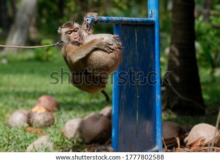 A monkey learns to collect coconuts for agriculture during a training session at the monkey school in Surat Thani, south of Bangkok Royalty-Free Stock Photo #1777802588