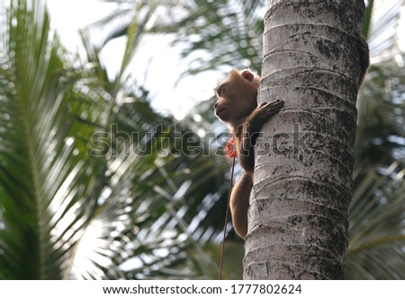 A monkey learns to collect coconuts for agriculture during a training session at the monkey school in Surat Thani, south of Bangkok Royalty-Free Stock Photo #1777802624