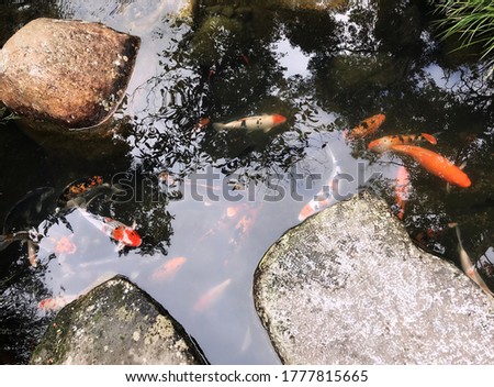 A group of koi fish are playing in the crevices of the rocks in the waterfall