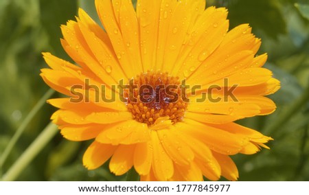 Close up of large yellow calendula at summer sunny day. Macro shooting, flower with dew drops. Seasonal scene. Natural background