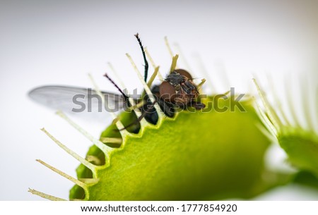 a close up image of a single common green bottle fly having been caught inside a venus fly trap with a white background 