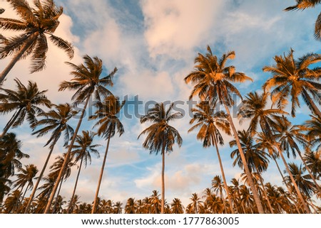 Copy space of silhouette tropical palm tree with sun light on sunset sky and cloud abstract background. Summer vacation and nature travel adventure concept. Pastel tone filter effect color style.