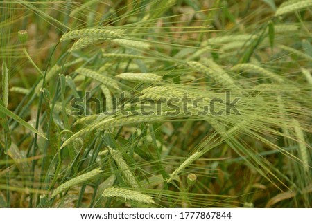 Green ears of barley in a field with a bright green barley background on a sunny day.(Hordeum)