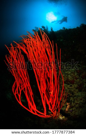 Red coral whips with water, sun and diver in the background. Underwater picture taken scuba diving in Raja Ampat, Indonesia