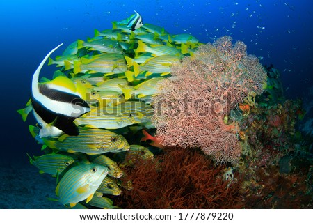 Dense school of sweetlips fish and sea fan coral with banner fish in the foreground in blue water. Underwater picture taken scuba diving in Raja Ampat, Indonesia