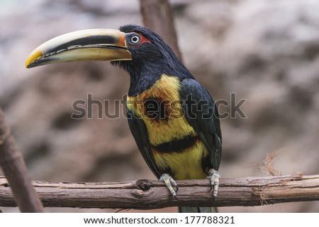 Crested Aracari - perched on the tree branch close-up shot