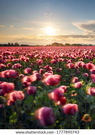 Poppy purple field at sunset