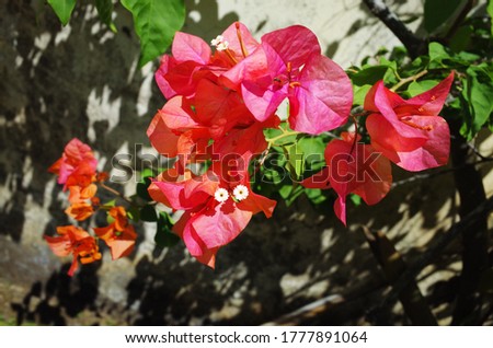 DescriptionBougainvillea glabra, the lesser bougainvillea or paperflower, is the most common species of bougainvillea used for bonsai. The epithet 'glabra' comes from Latin and means "bald"