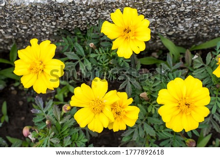 Close up of many yellow orange tagetes or African marigold flower in a a garden in a sunny summer garden, textured floral background photographed with soft focus