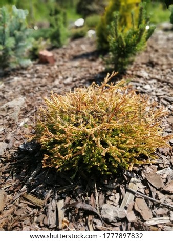 Low dwarf yellow and orange Thuja Golden Tuffet with an unusual braided needles on a mulched garden bed top view Royalty-Free Stock Photo #1777897832