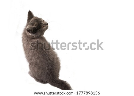 British shorthair kitten looking up isolated on white background. 
