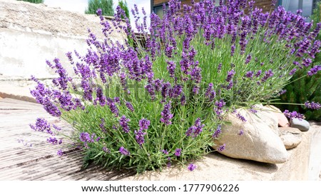 Bushes of lavender in landscape design. Lavender in the garden. The aromatic French Provence lavender grows surrounded by white stones and pebbles in the courtyard of the house. Royalty-Free Stock Photo #1777906226