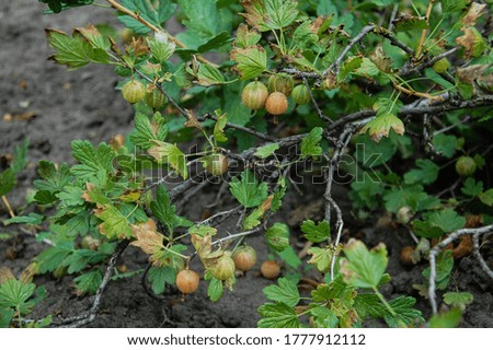 gooseberry on a Bush in the natural environment
