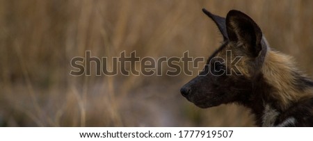 Wild dog pup, pic has been cropped.