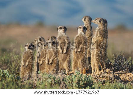 Meerkats family in South Africa