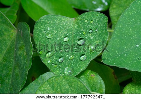 misty water drops on heart-shaped weed leaves