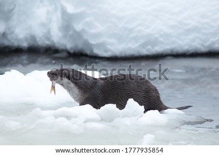 An otter has caught a fish on the frozen river