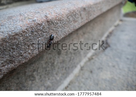 a close detail of an ant insect