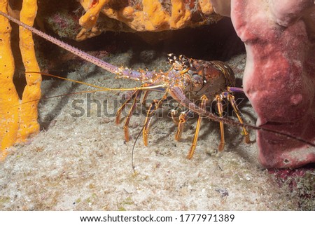 Caribbean spiny lobster (Panulirus argus) Cozumel, Mexico