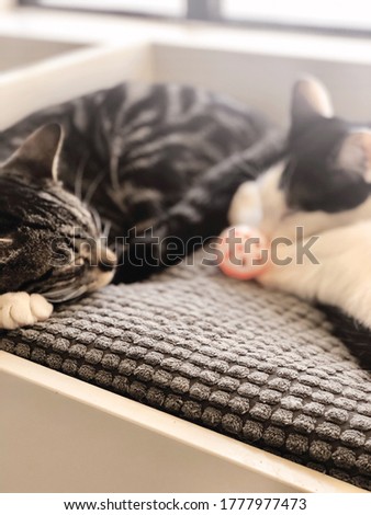 Black and white cats cuddling.