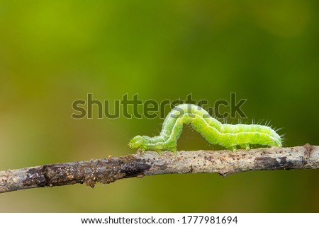 Caterpillar sliding on the branch with green background. Royalty-Free Stock Photo #1777981694
