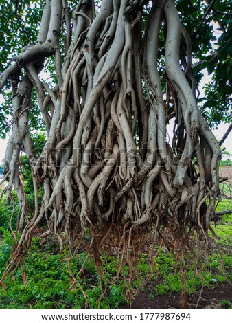 Big banyan tree roots in forest