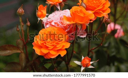 a bouquet of bright pink orange roses in a green garden