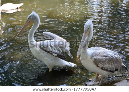 two pelicans cleaning on the pond