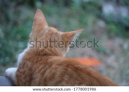 Cute orange cat with short smooth fur