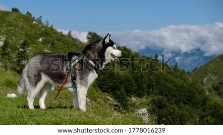 Siberian husky standing freely and looking at something far away.