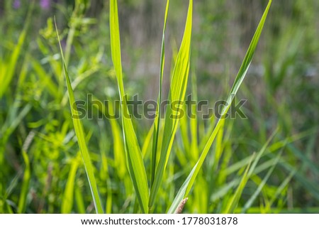 A closeup picture of backlit green grass. Beautiful green colors. All green blurry background. Picture from Scania, southern Sweden.