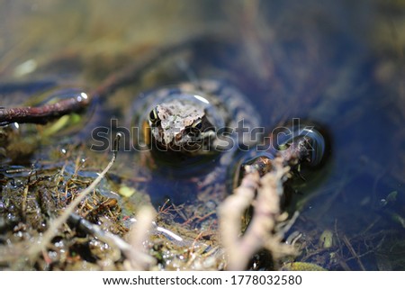 a grey brown toad frog sits in the water
