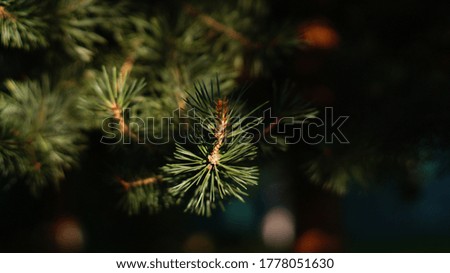 twigs of fir with needles in the sun