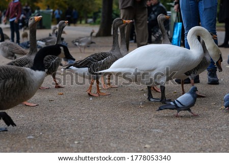 
birds walk along the shore of a pond in a park in London