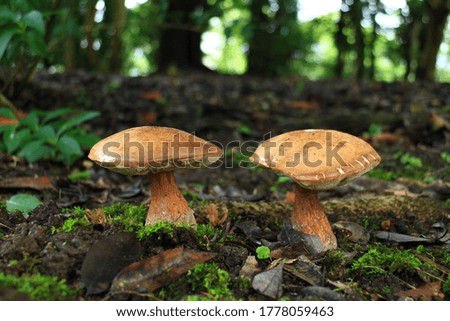 Mushroom in the forest, Japan.