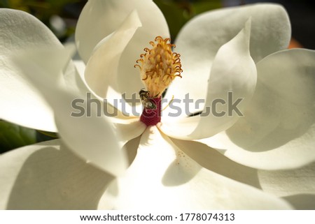 Beautiful white magnolia flower close-up on a sunny day. Magnolia in the garden. Side view.
