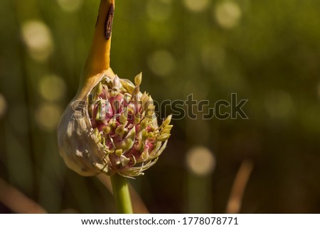Opening garlic flower on a green background. Close-up.