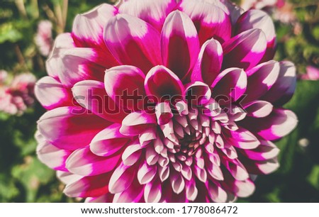 Single blooming colorful dahlia at autumn.