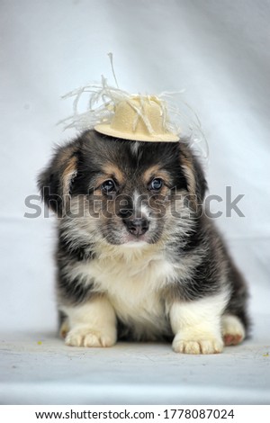 funny little corgi puppy on a white background in a hat