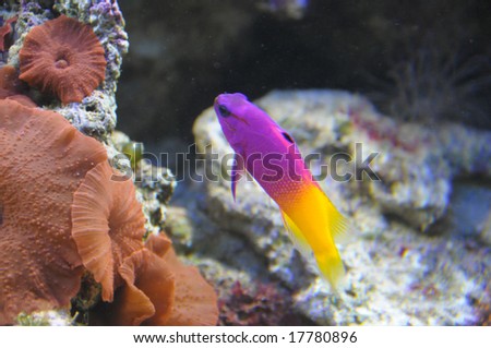 Tropical fish in a coral reef