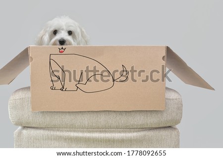 Conceptual Open box with Maltese Dog Sitting and Drawing Body