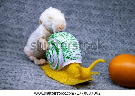 little rabbit rides on a snail for an egg, easter background