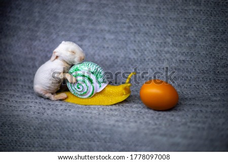 little rabbit rides on a snail for an egg, easter background