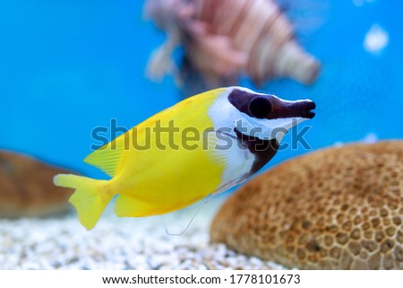 Beautiful colorful fish swims in the aquarium environment (Picture of a fish through a glass cabinet)